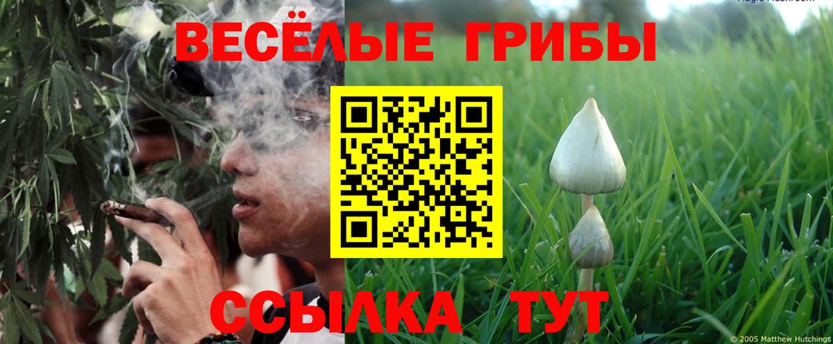 Галлюциногенные грибы GOLDEN TEACHER  Вход с VPN  Старая Купавна  Галлюциногенные грибы Psilocybe 